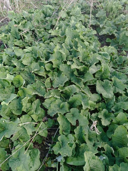 Продам сок из листьев лопуха
