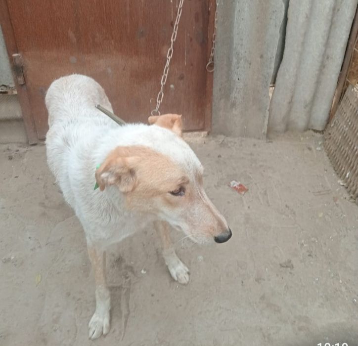 В добрые руки собачка