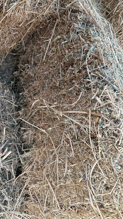 Жоңышқа прес таза