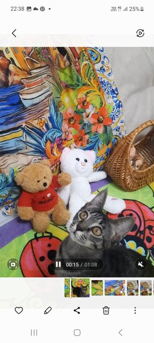 Котята домашние.