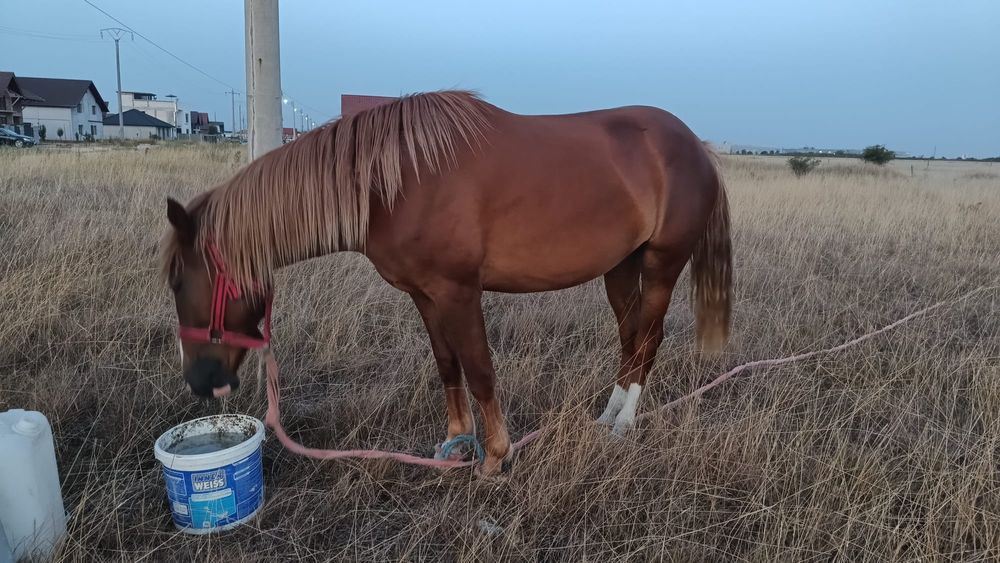 Manza de 2 ani si 4 luni