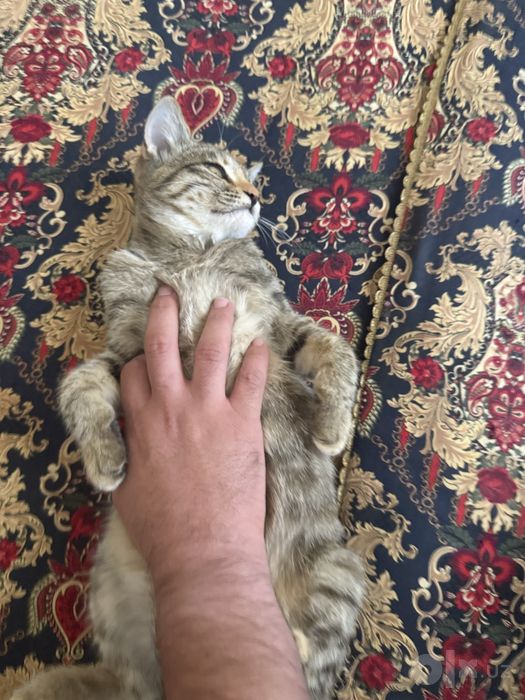 Котята 4 месяца бесплатно