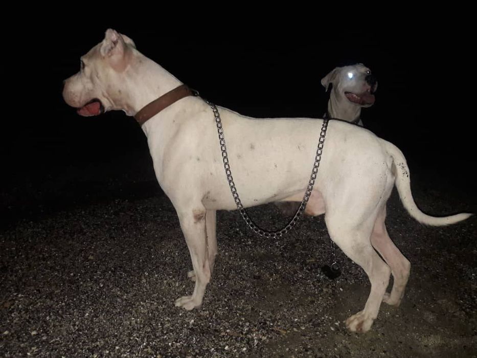 Argitina dog yaxshi Qo‘laga beraman  telefon qiling