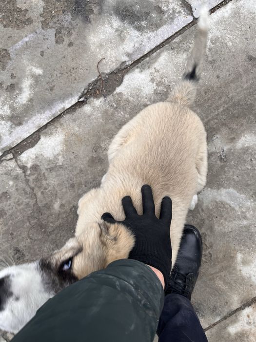 Алабай күшік сатылады