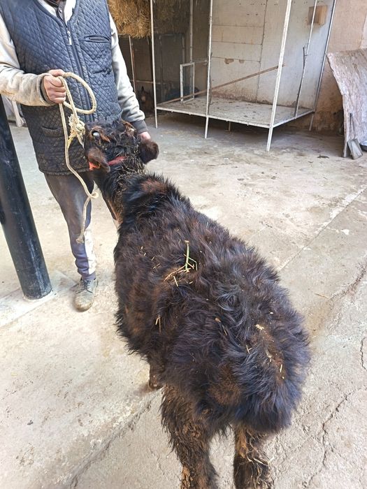 Novoscha sotiladi narxini kelishamiz