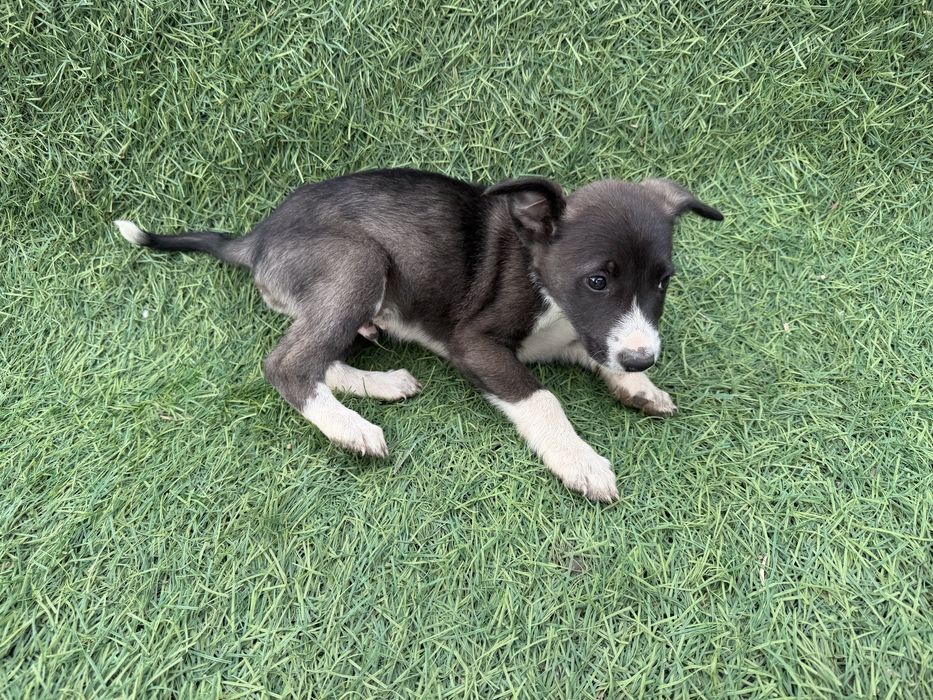 Отдам даром щенят