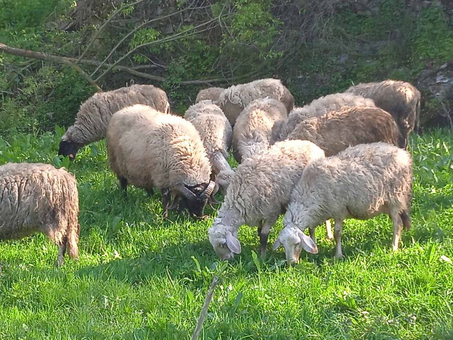 Продавам млади дойтни овце