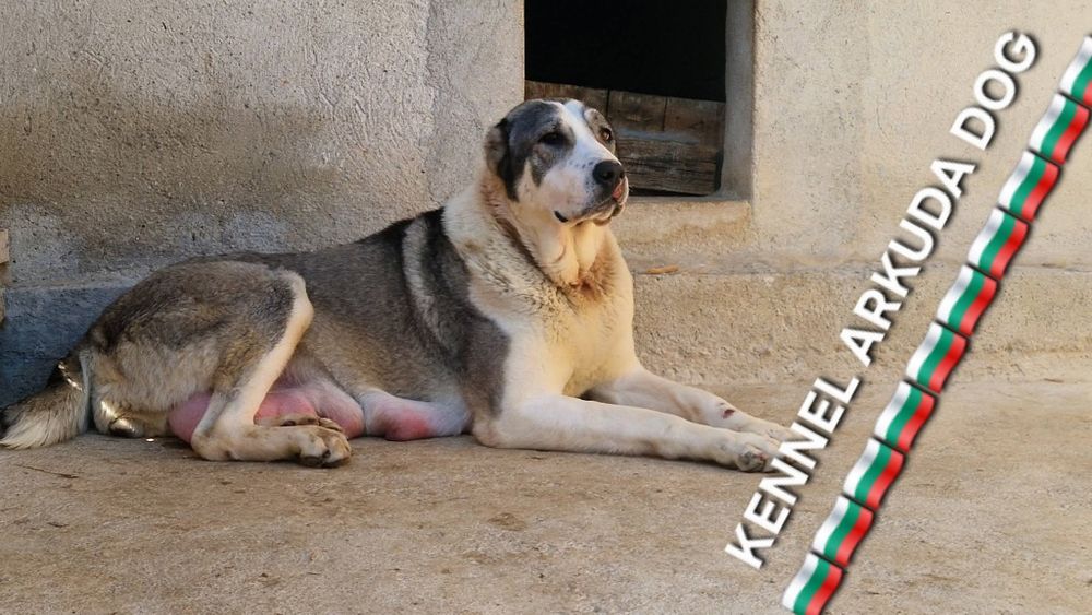 Средноазиатска овчарка