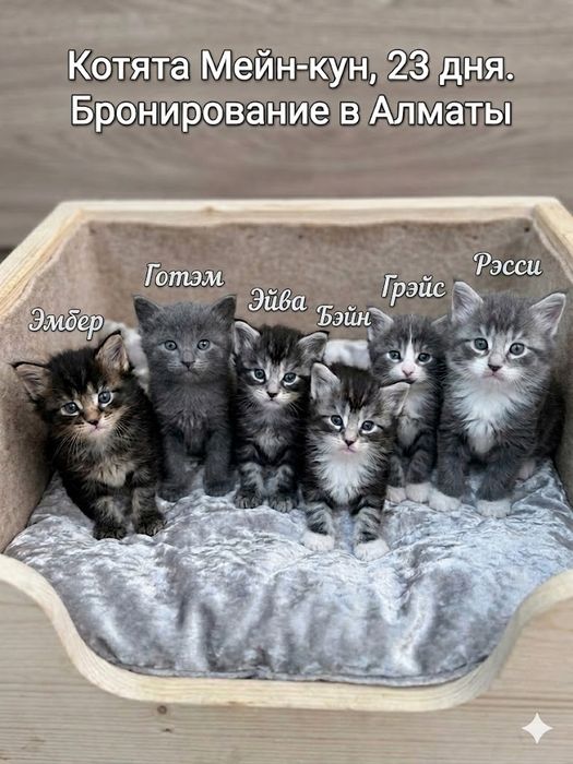 Роскошные Мейн-куны — Ваша персональная домашняя «рысь»!