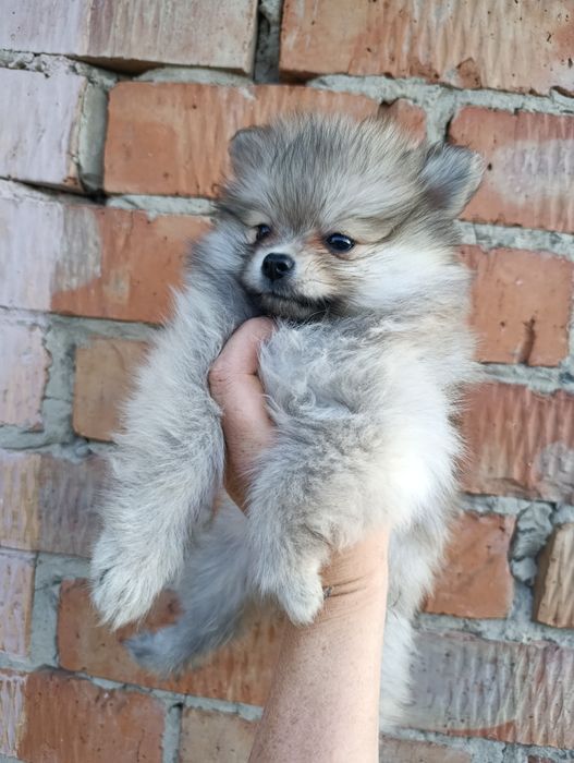 Щенки Немецкий шпиц