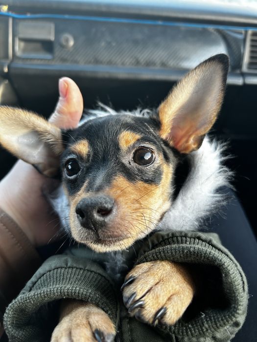 Продам Той-терьера