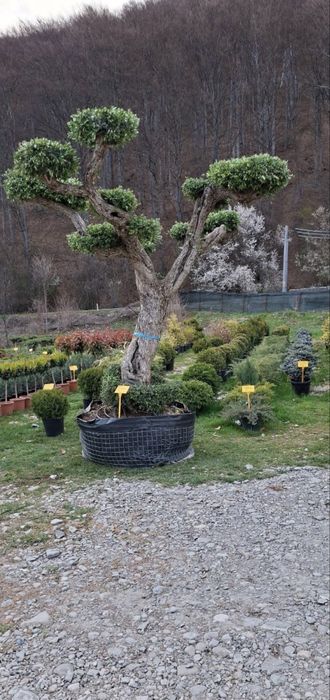 Plante de vanzare