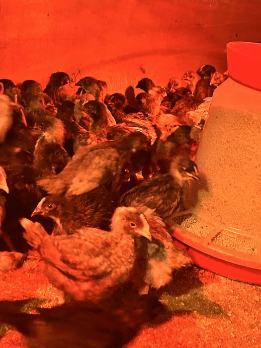 Vand puicute ouatoare 7 saptamani