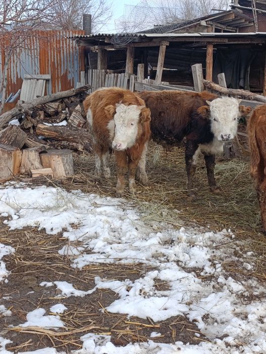 Продам 4 бычка .по 10 мес.