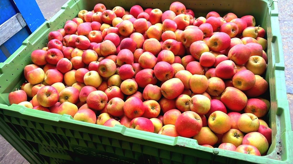 Vand mere Golden , Gala , Prince , Jeromir , Renet