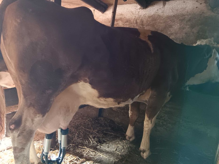 Vacă de vânzare  balțată