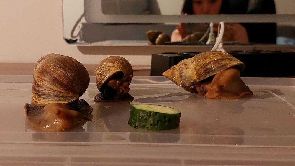 УЛИТКИ ахатины бесплатно