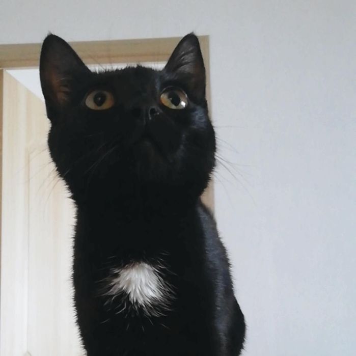 Бесплатно кошка добрые руки отдам