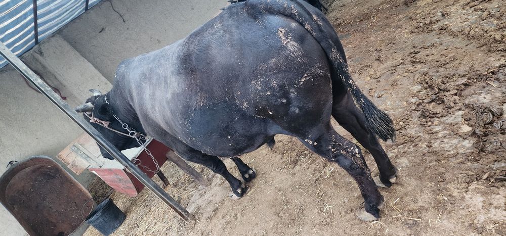 Buqa sotiladi. Juda zor boqilgan