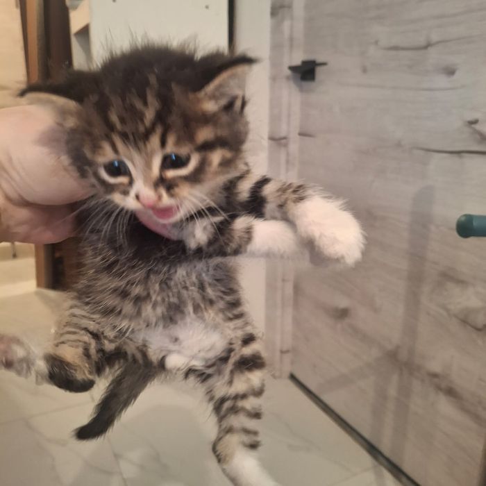 Продаётся котёнок.Шымкент