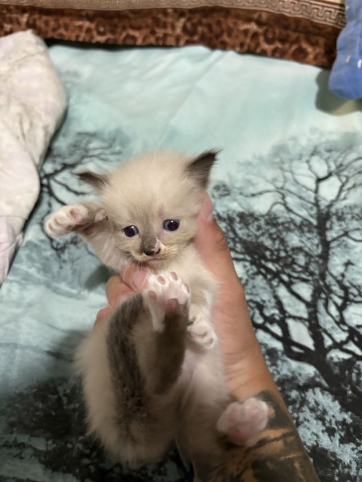 Отдам котят в добрые руки