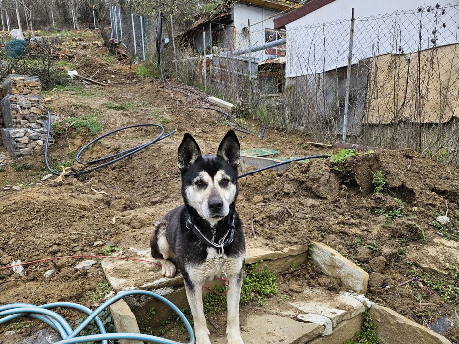 Куче за осиновяване