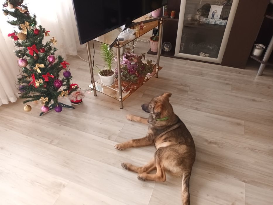 Подарява се бебе Бруно