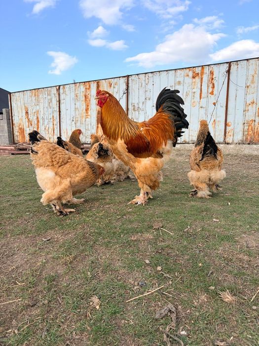 Яйца брама по 1000