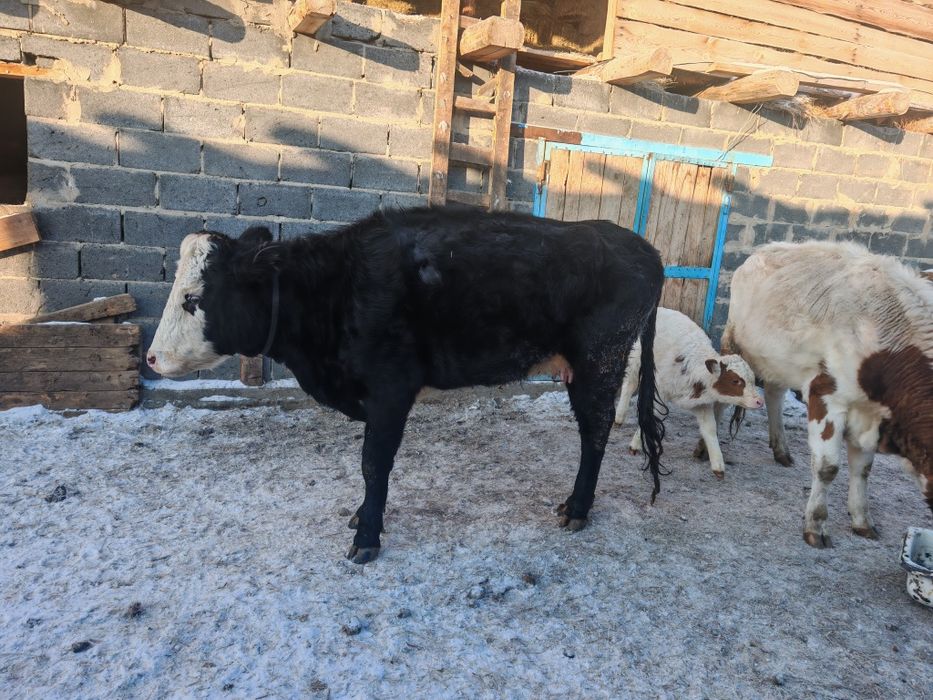 Қой,тоқты, сатамын семіз