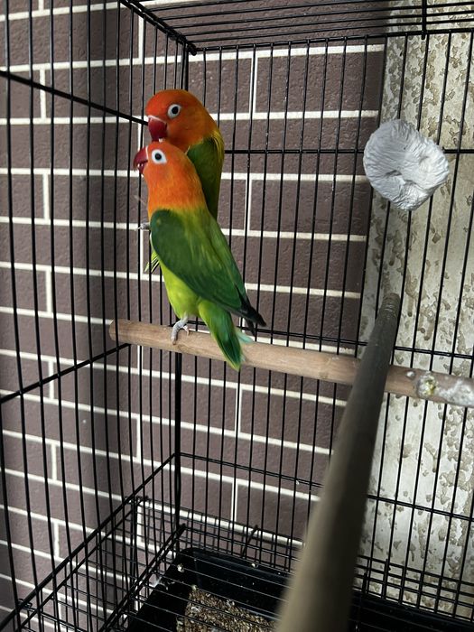 Green Opa рабочая пара сотилади яна тухум куйиши бошлади