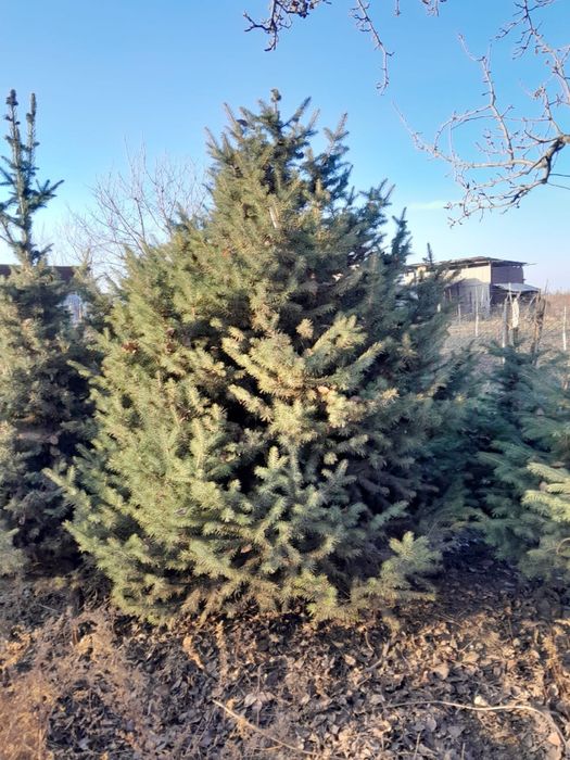 Елки туи смаракты