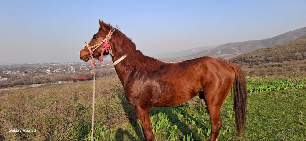 Араб пен Акалтеке шатыс