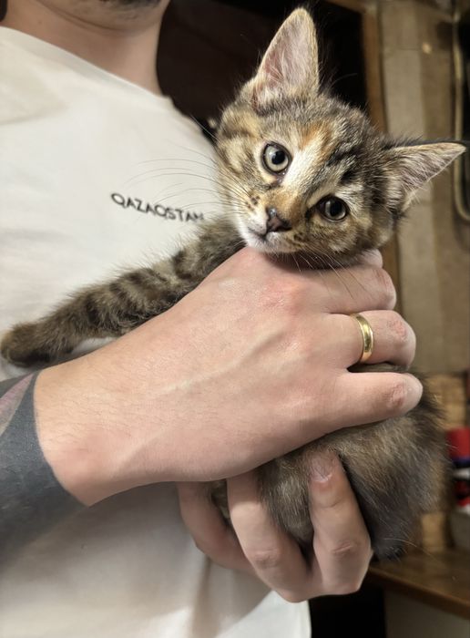 Отдаем котенка! Девочка!