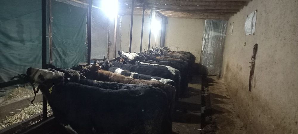 17 бош, ёшига тўлган гибрид ва местный буқалар сотилади, ҳаммаси соғло