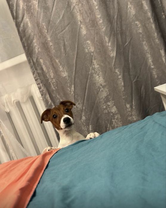 Джек рассел терьер