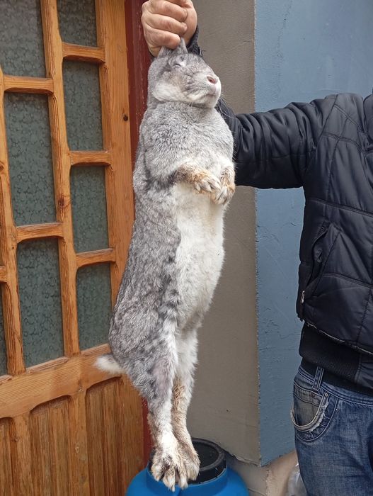 Iepuroaica tânără