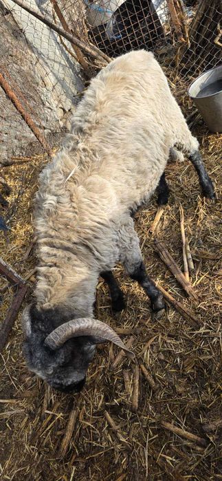 Noatin bucălău disponibil