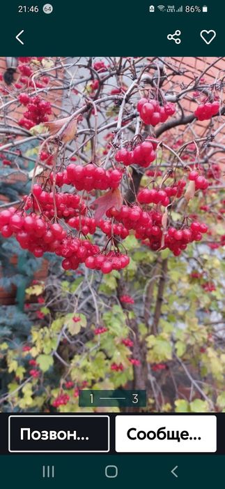 Продам ягоду калину замороженную