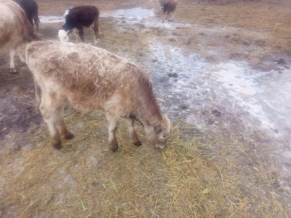 Продаётся 9 бечкоф 1 телка