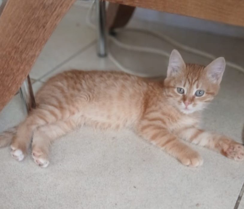 Мальчик замечательный,  кастрирован