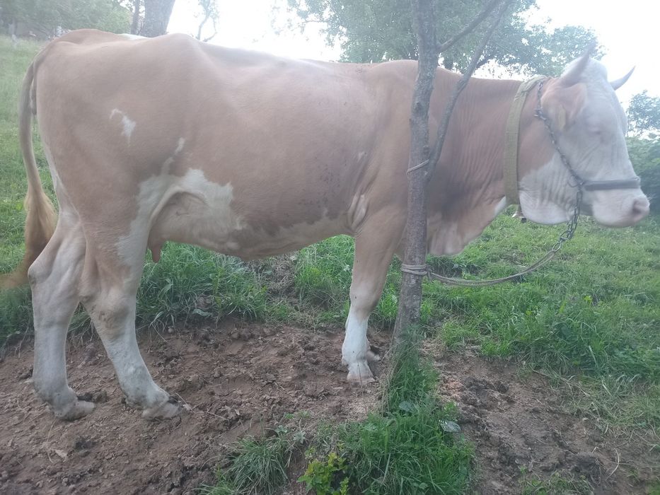 Vând o vacă și o junincă