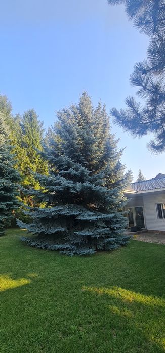 Ель голубая красивая пушистая