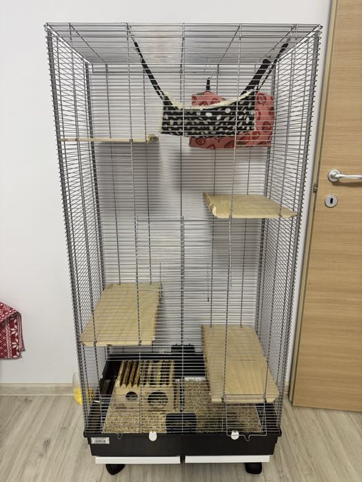 2 femele chinchilla + cusca completa