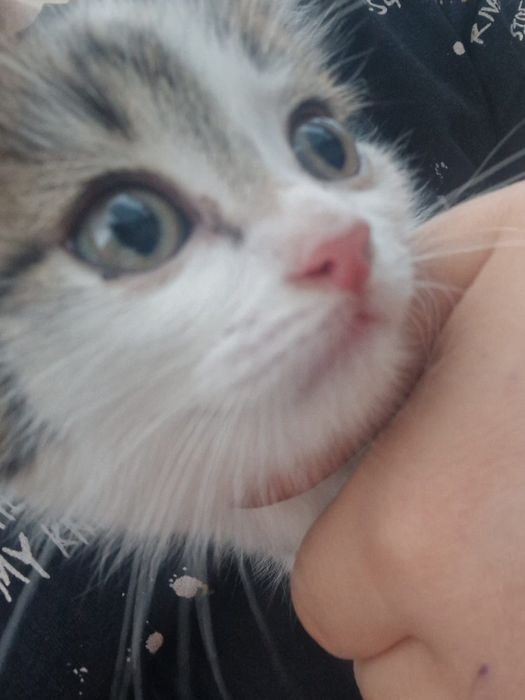 Отдам котенка в добрые руки