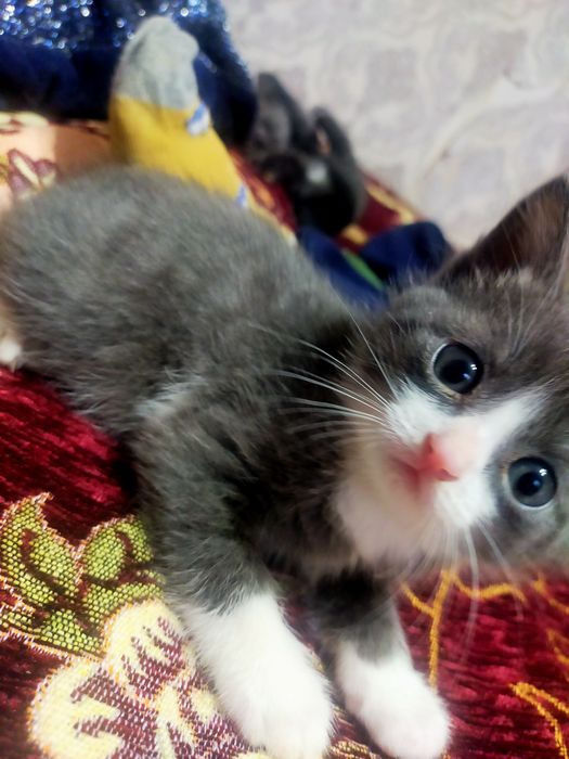 Красивые котята !