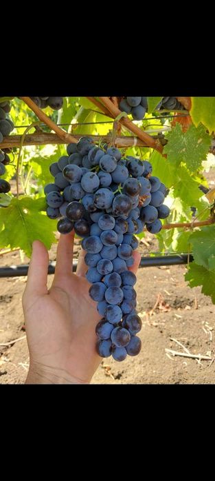 Продавам грозде Каберне фран