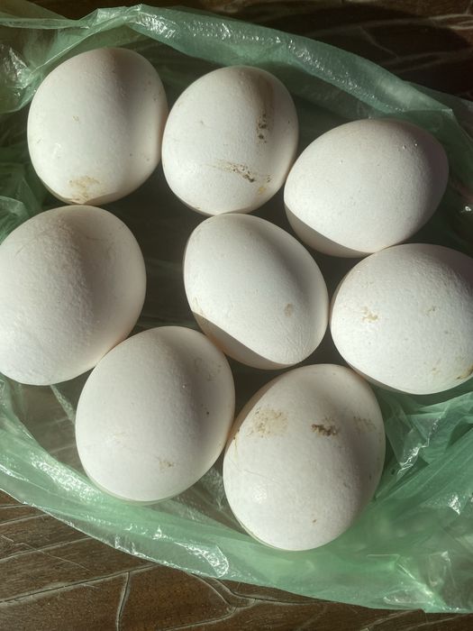 Продам кур несушек