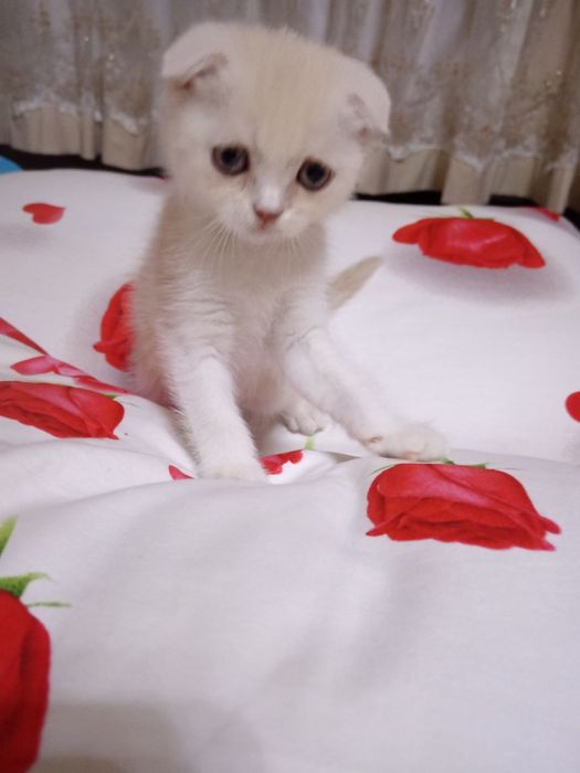 Котята Скоттиш Фолд ( Skotish Fold mushuk) Кошка