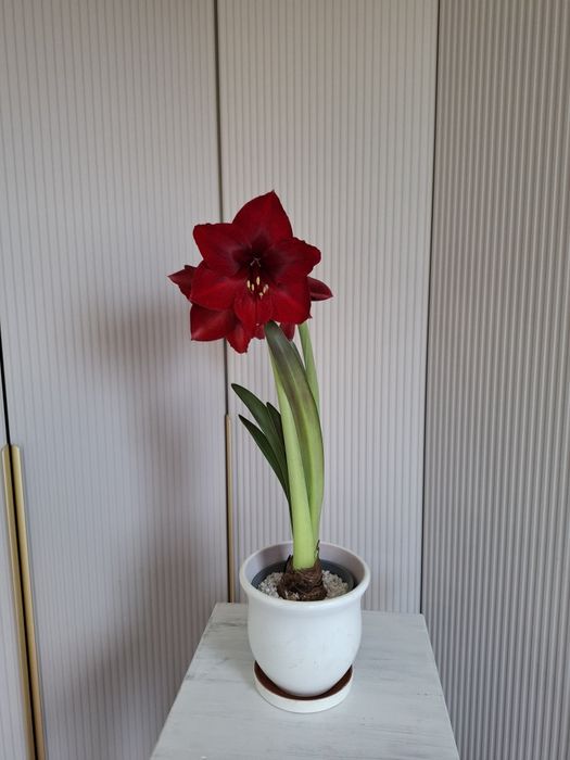 Амариллис бордовый Royal Velvet