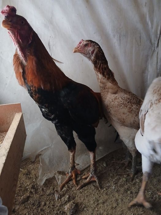 Дакан тауықтар сатылады